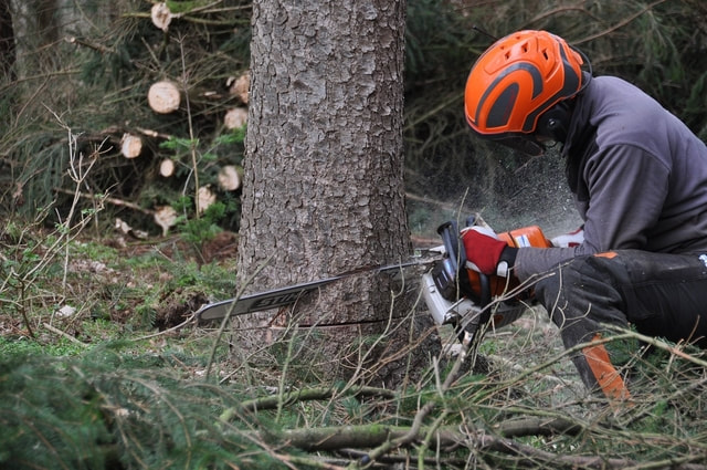 Picture: A Tree Care Expert carefully notches a tree with a chainsaw in order to remove it.
