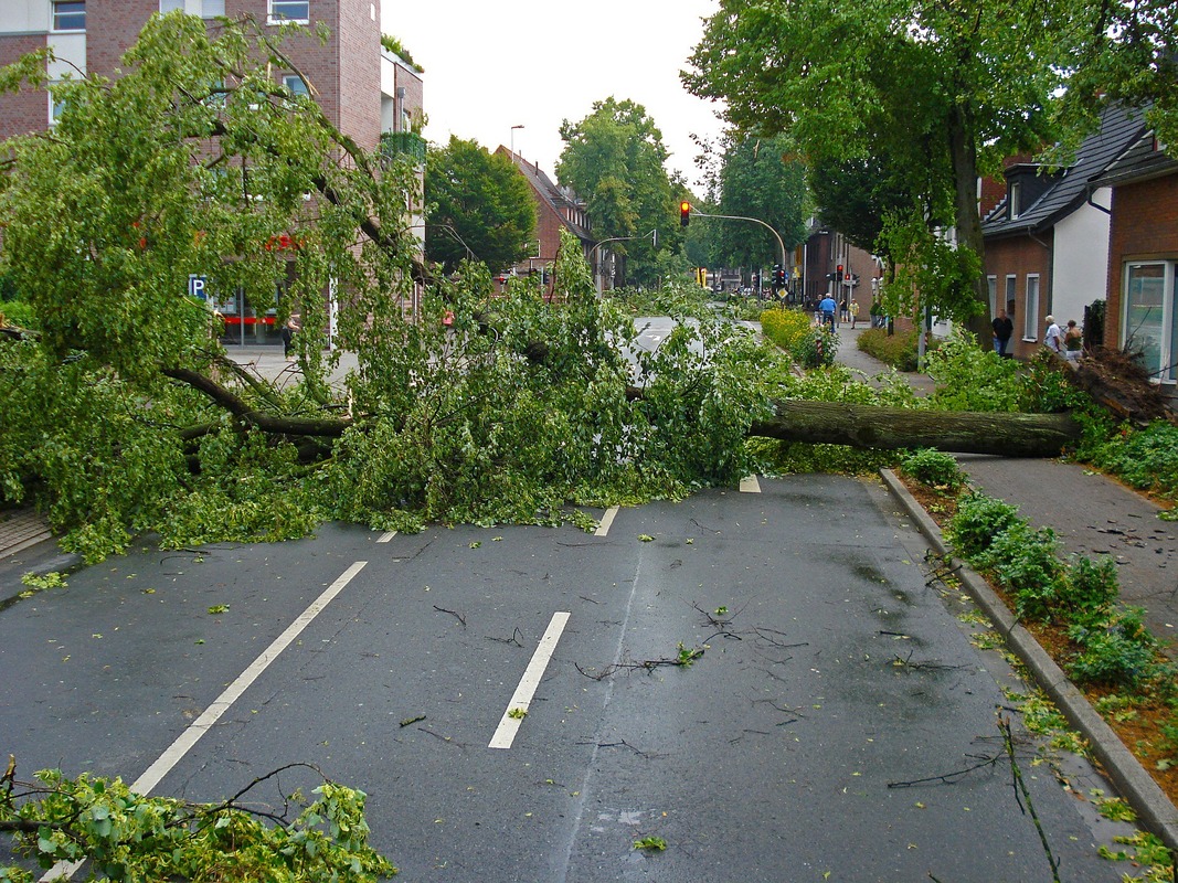 Picture: An uprooted tree is blocking the road. Storm debris litters the area.